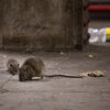 Rat Expert Predicts Rat Turf Wars As Some Parts Of NYC Produce Less Trash